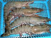 BLACK TIGER SHRIMP 