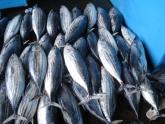 Skipjack Whole Round