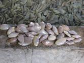 Frozen Akegai Meat