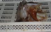 GIANT SQUID NECK WITH CARTILAGE ON