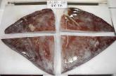 GIANT SQUID WINGS SKIN ON