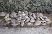 Shellfish
