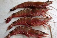 Shrimps